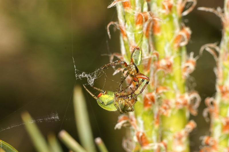 Araniella_cucurbitina_D2973_Z_86_NP De Hoge Veluwe_Nederland.jpg